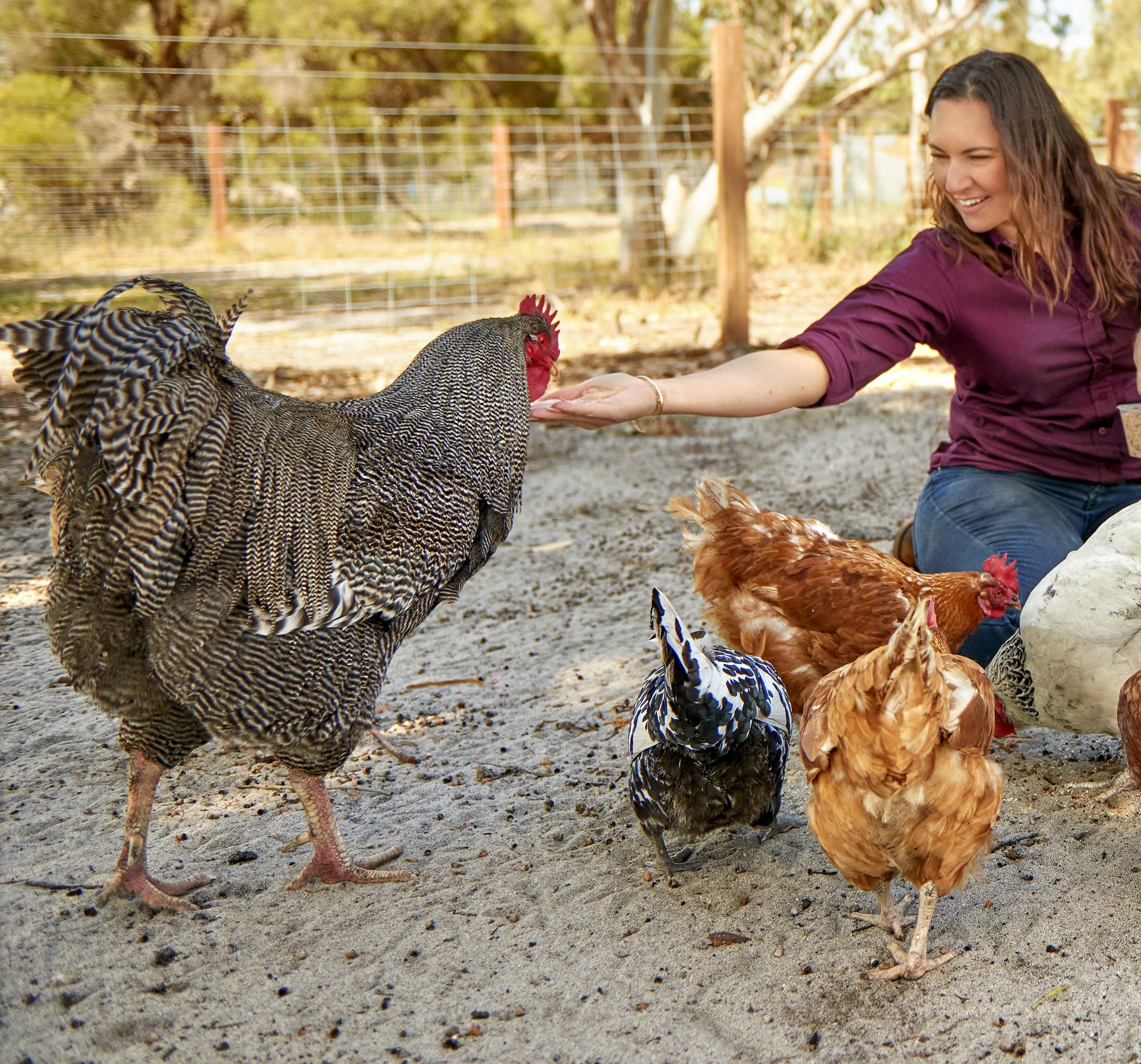 Helping Roosters in Need: 