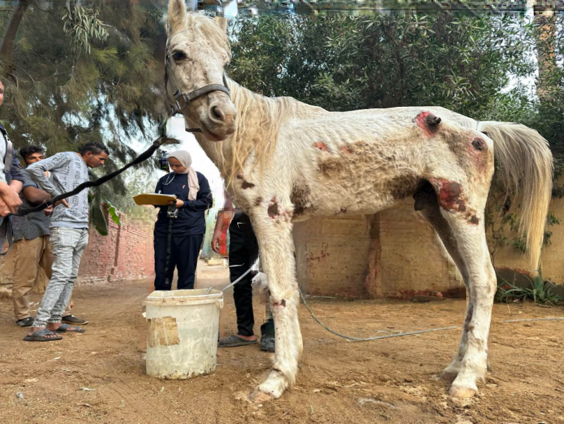 Egypt Equine Aid 